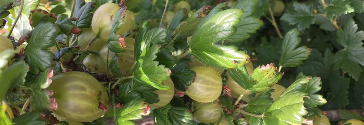 Tasty Gooseberries at Knockranny House Kitchen Garden